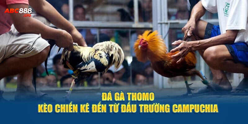 Đá gà Thomo diễn ra tại biên giới Campuchia