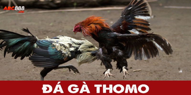 đá gà thomo